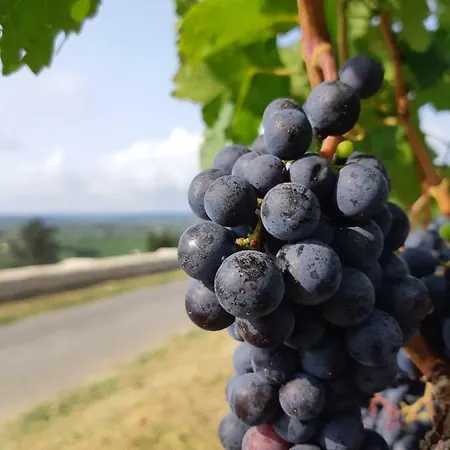 Au Velo Dans L'arbre Panzió Saint-Sulpice-de-Faleyrens