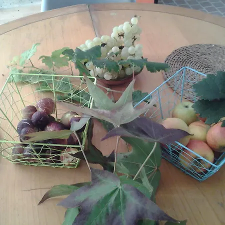 Au Vélo Dans L'arbre