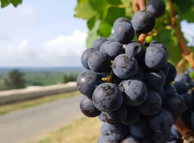 Au Velo Dans L'arbre Bed and Breakfast Saint-Sulpice-de-Faleyrens